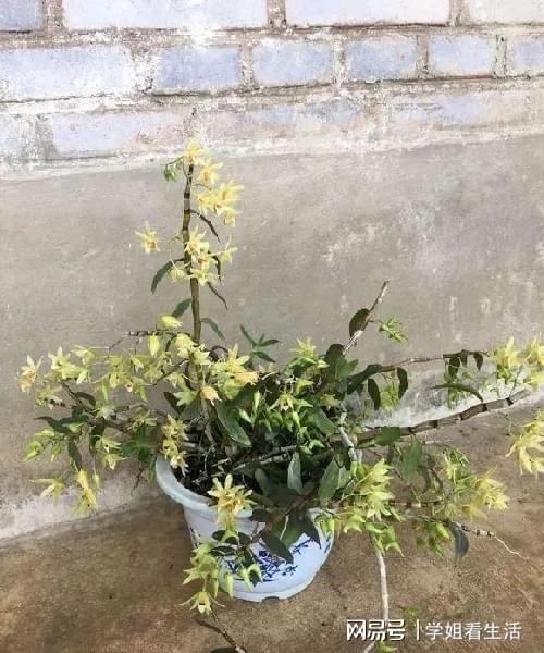 陽臺綠植新風尚 自種人參靈芝石斛與西洋參，養生健康觸手可及