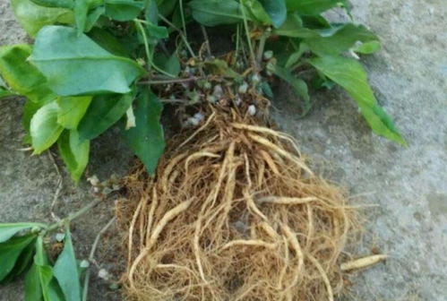 四葉參 市場價值高昂，農民種植意愿為何低迷？