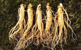 盤點中華九大仙草 還魂草上榜，慈禧太后長壽秘訣的黑參