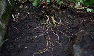 種植人參，做好這五步，可保證高產優質黑參產品