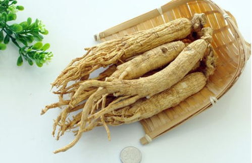 園參、林下山參與西洋參的共同點